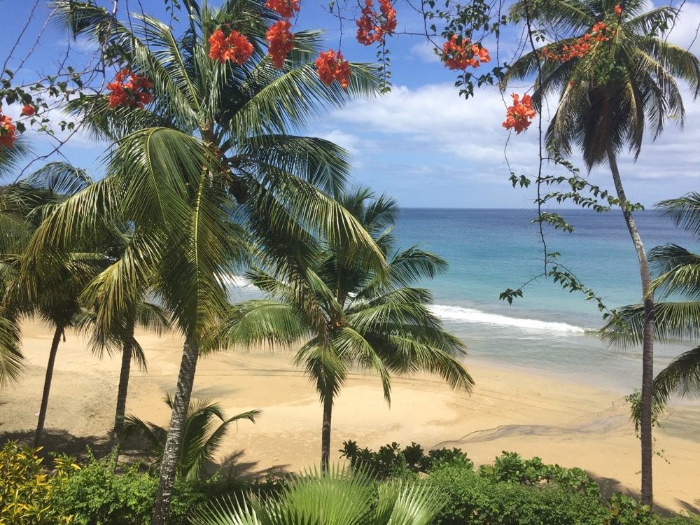 Flamboyant tree in flower above a north-coast beach