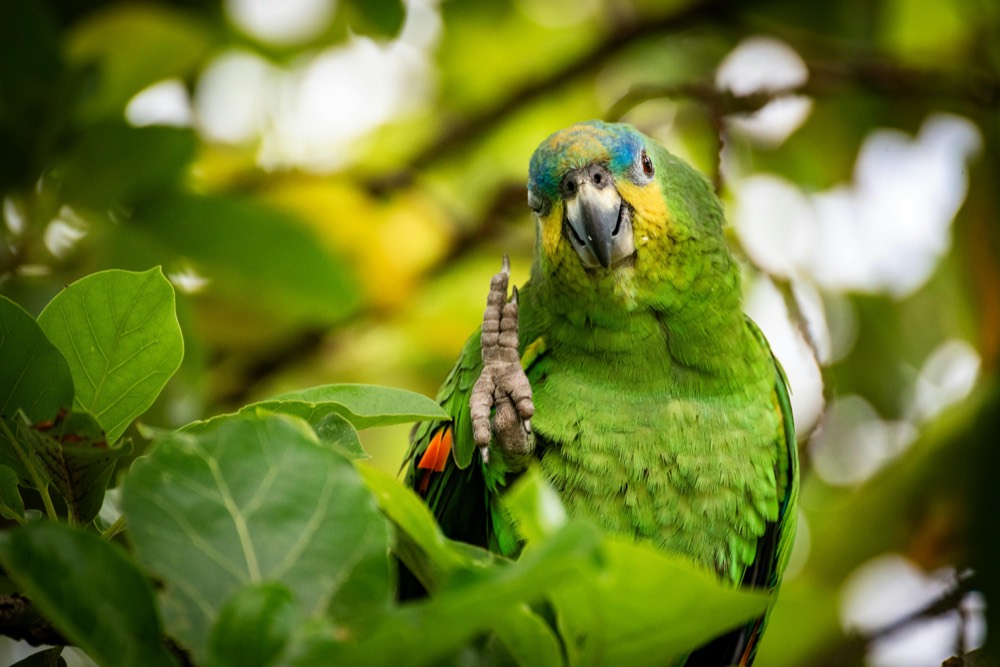 Orange-winged Amazon parrot in the canopy