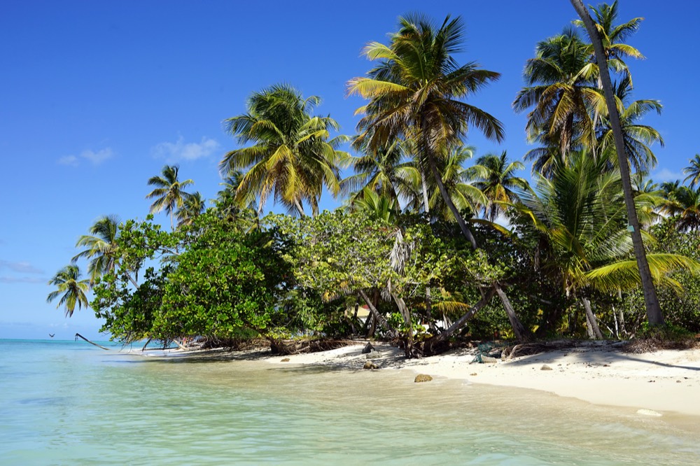 Palms over shallow turquoise water, Tobago